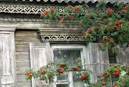 Ceea ce arborii nu pot fi plantate pe site-ul (plante) Ceea ce arborii nu pot fi plantate pe teren