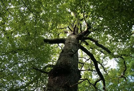 Ceea ce arborii nu pot fi plantate pe site-ul (plante) Ceea ce arborii nu pot fi plantate pe teren