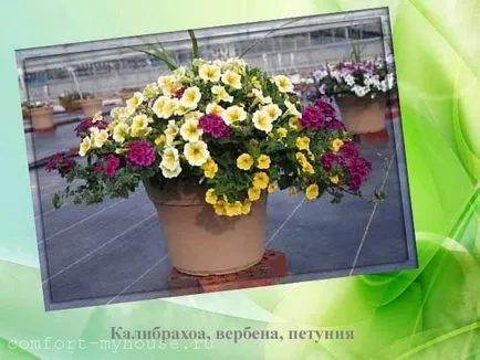 Ce și cum cel mai bine pentru a planta flori în aer liber de plantat, confort si caldura din casa mea