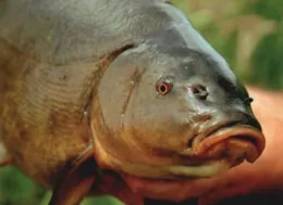 Cum și ce a prins Tench
