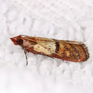 Cum să scapi de alunite pentru totdeauna - femeie e zi (carioci catifea naturala) Cum să scapi de alunite pentru totdeauna - femeie e zi