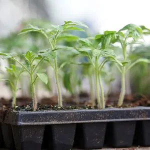 Cum să scapi de fructe zbura un astfel de rău, cum să scape (metode) Cum să scapi de fructe zbura un astfel de prejudiciu, cum să scape