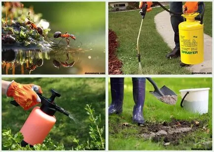 Cum sa scapi de furnici din țară, 100 de idei! (Pentru a scapa de furnici cabana) Cum sa scapi de furnici din țară, 100 de idei!