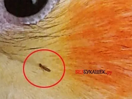 Cum sa scapi de purici în papagalul ce să facă în cazul în care un papagal este zgâriat