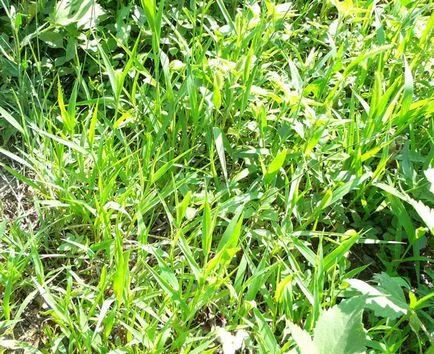 Cum sa scapi de pirul în grădină, fără substanțe chimice (Bluegrass) Cum sa scapi de pirul în grădină, fără chimicale