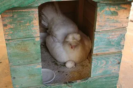 Cum de a planta un pas ou de pui cu pas instrucțiunile, fotografii și video de revizuire