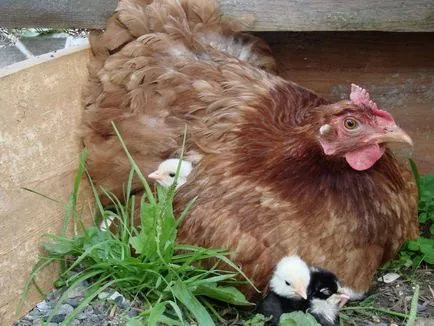 Cum sa faci o găină de pui, kurosayt - agricultura