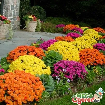 Cât de frumoase flori de plante în recomandările de țară pentru o combinație de plante anuale și perene,