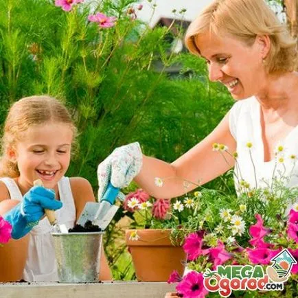 Cât de frumoase flori de plante în recomandările de țară pentru o combinație de plante anuale și perene,