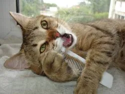 Cat de mult aruncă - ce să facă