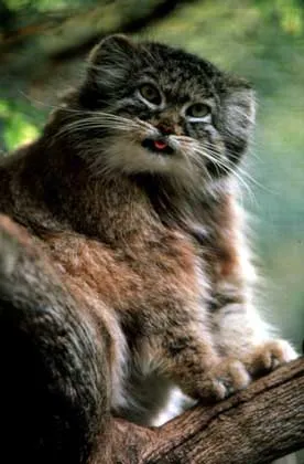 Cat - l