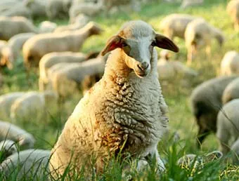 Capra (ovine) semn ET horoscop, horoscop de capră caracteristic (ovine)