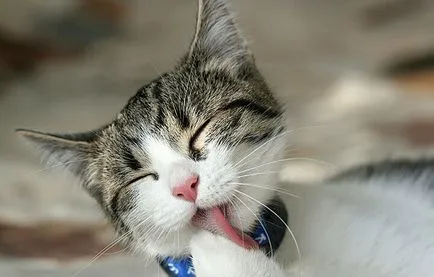 credinte si superstitii Cat despre estimarea lui de sex, culoarea și comportamentul animalelor de companie