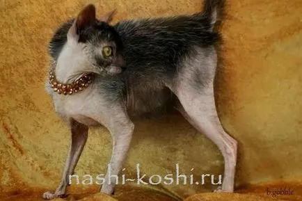 Cat-lup, husky, pisici, vârcolaci, totul despre pisici