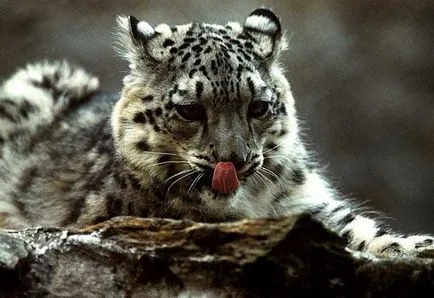 Cat - l