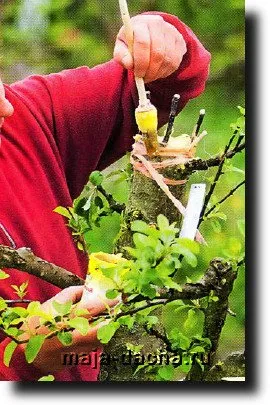 Cum de a trata copaci deteriorate, mijloace recomandate (alegerea biobalzamy de plată) Cum de a trata copaci deteriorate, fondurile recomandate