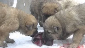 Cum de a scrie pe lumea câine pe internet de pisici și câini (Internet) Cum de a scrie pe lumea câine pe internet de pisici și câini
