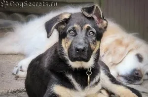 Cum de a scrie pe lumea câine pe internet de pisici și câini (scrie) Cum de a scrie pe lumea câine pe internet de pisici și câini