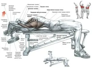 Cum de a construi triceps dvs. la gantere la domiciliu și push-up-uri, program de formare, video ca