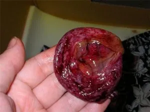 Cum de a începe și cât de mult ultima livrare de pisica (ultima) Cum de a începe și cât de mult ultima naștere a unei pisici