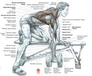 Cum de a construi aripi pentru camera de exercițiu și la domiciliu (exercițiu) Cum de a construi aripi pentru sala de gimnastică și la domiciliu