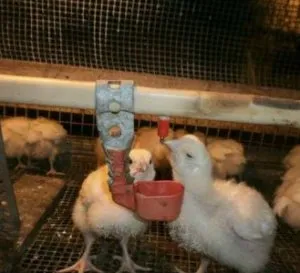 Cum de a trata și de a preveni bolile de pui (pui) Cum de a trata și de a preveni bolile de pui