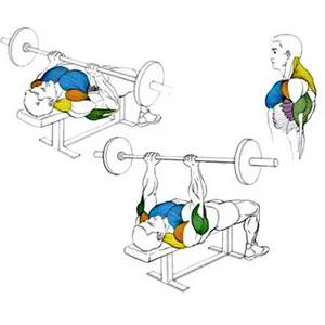 Cum de a construi triceps, cum a pompa, nou-venit