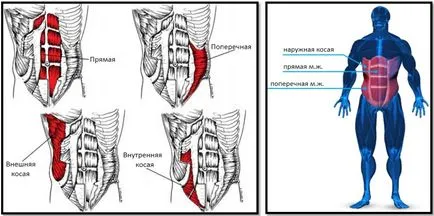 Cum de a construi un ghid complet de balansare presă (obliques externe) Cum de a construi un ghid complet de presă balansoar