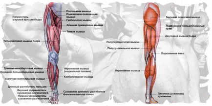 Cum de a construi cvadriceps picior și hamstrings