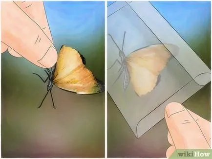 prinderea fluturi