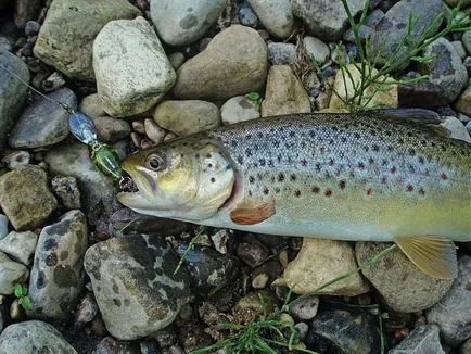 Prinderea pe wobblers în mod corect - pe un wobbler shuku de captură mai bine, biban, șalău, păstrăv (mai bună) Prinderea pe wobblers corect - pe un wobbler shuku mai bine de captură, biban, șalău, păstrăv