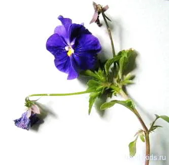 Cum de a desena o floare panseluțe