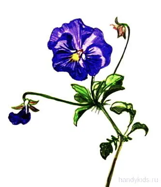 Cum de a desena o floare panseluțe