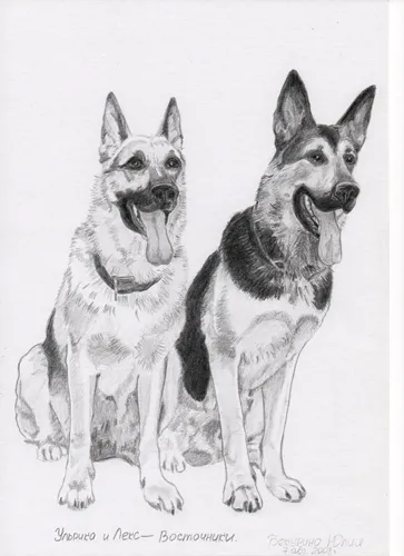 Cum de a desena etape creion ciobănești 2 (desen etape) Cum de a desena un cioban creion 2 etape