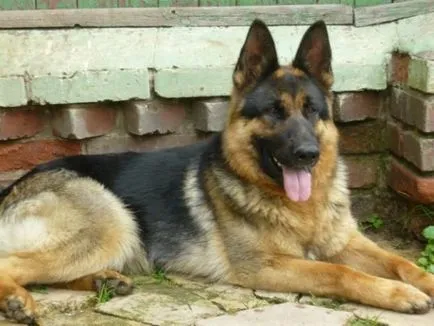 Cum să atragă un ciobănesc german