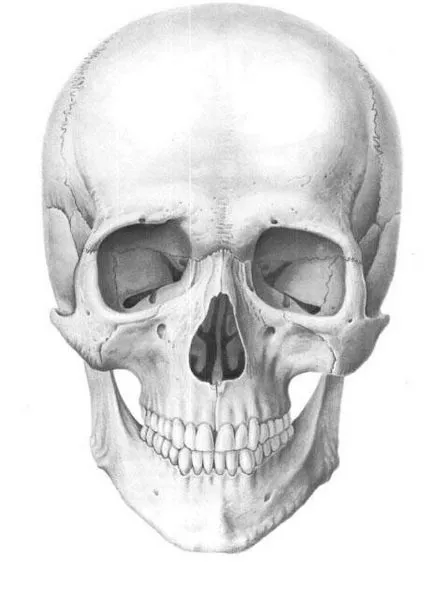 Cum de a desena un craniu cu un creion (desena un craniu uman) Cum de a desena un creion craniu