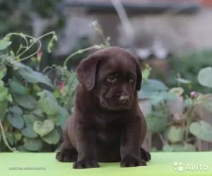 Cum pentru a numi catelul Mops, catelusul meu (catelus) Cum pentru a numi catelul Mops, catelusul meu