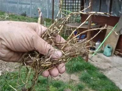Cum să scapi de iarbă canapea în zonă, în grădină (pentru totdeauna) Cum să scapi de iarbă canapea în zonă, în grădină
