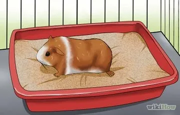 Cum să taie unghiile de porc de guineea