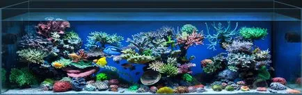 Cum de a dota un acvariu acasă (Aquarium) Cum de a dota un acvariu acasă