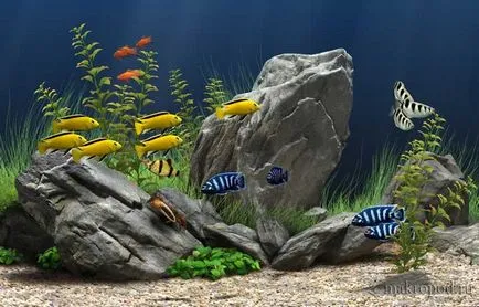Cum de a dota un acvariu acasă (Aquarium) Cum de a dota un acvariu acasă