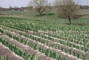 Cum este cultivarea iriși și îngrijirea ulterioară a acestora (soiuri foto)