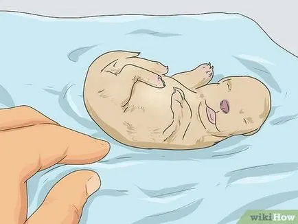 Cum de a determina sexul catelul