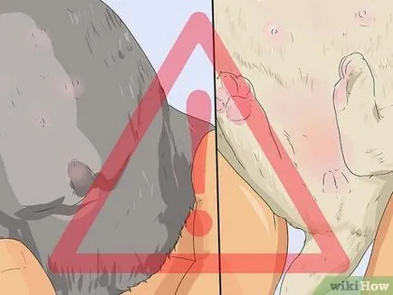 Cum de a determina sexul catelul