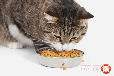 Pisica Ca wean sau pisici pentru animale de companie uscata (cat) Ca pisica wean sau pisica hrana uscata