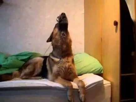Cum se intarca văita dvs. de câine