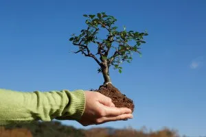 Ca planteze arbori în zona suburbană (copaci) Cum să planteze copaci pe cabana lor de vară