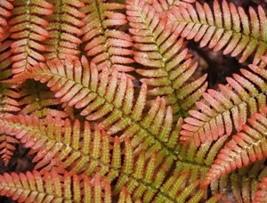 Ca o ferigă plantă de grădină (grădină) Cum să planteze o ferigă în grădină