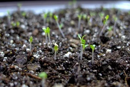 Cum să planteze răsaduri Aster și a obține flori minunate (răsaduri de plante Aster) Cum să planteze răsaduri Aster și a obține o grădină de flori minunat