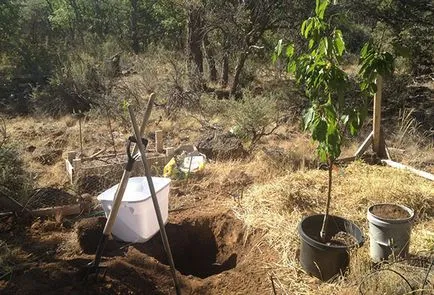 Cum de a planta cireșe din oase și să crească răsaduri puternic